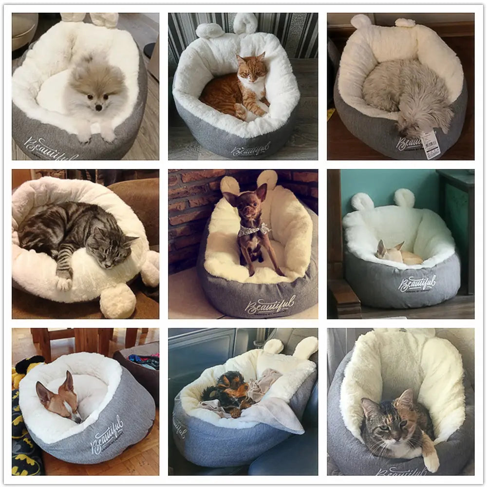 Cat Bed Pawfect Paws