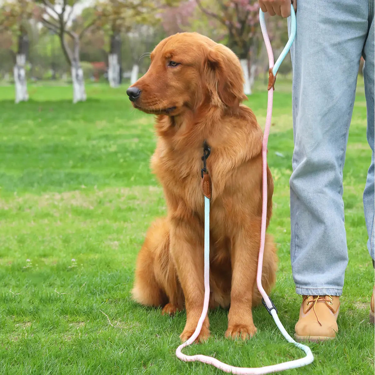 Vibrant Dog Leash Pawfect Paws