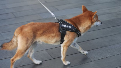 "BrightPaws" - The Dog Leash that Lights Up Your Nighttime Adventures
